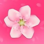 樱花app